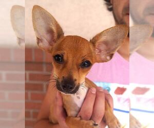 Chihuahua Dogs for adoption in Carrollton, TX, USA