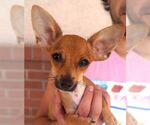 Small Chihuahua
