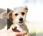 Small #2 Mutt