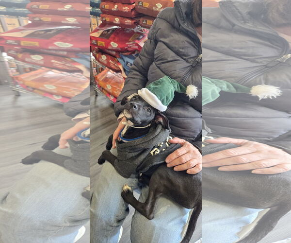 Medium Photo #4 Mutt Puppy For Sale in NYC, NY, USA