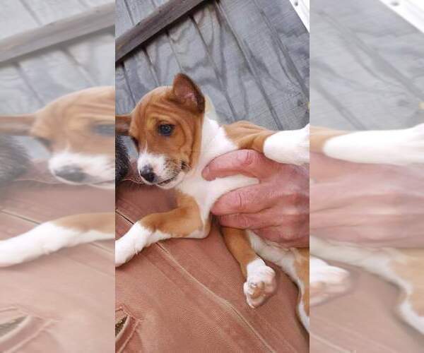Medium Photo #4 Basenji Puppy For Sale in WINONA, TX, USA