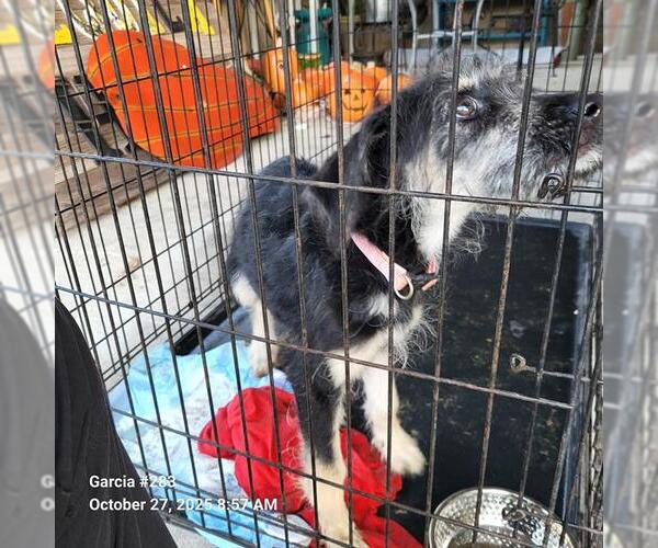 Medium Photo #1 Mutt Puppy For Sale in San Antonio, TX, USA