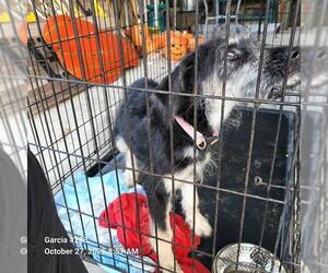 Mutt Dogs for adoption in San Antonio, TX, USA