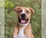 Small #4 Boxer-Mastiff Mix