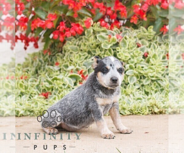 Medium Photo #1 Australian Cattle Dog Puppy For Sale in ATGLEN, PA, USA