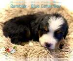Small Photo #8 Bernese Mountain Dog Puppy For Sale in CLINTON, MO, USA