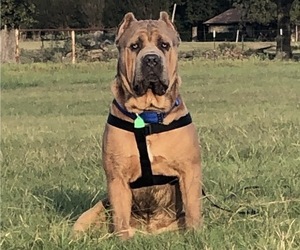 Father of the Cane Corso puppies born on 12/11/2019