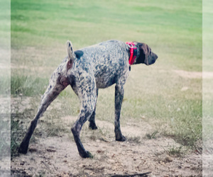 Mother of the German Shorthaired Pointer puppies born on 03/20/2024