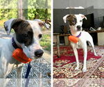 Small #1 Mutt