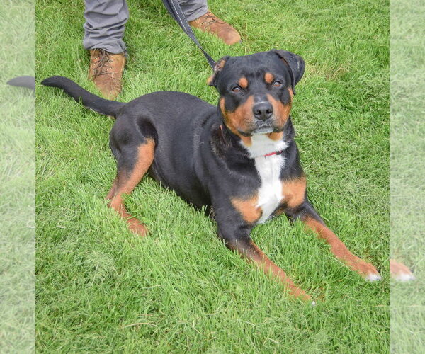 Medium Photo #6 Rottweiler Puppy For Sale in Huntley, IL, USA
