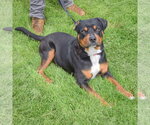 Small #5 Rottweiler