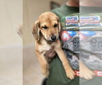 Small #1 Golden Retriever Mix