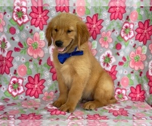 Golden Retriever Puppy for sale in LANCASTER, PA, USA