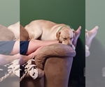 Small Photo #1 Labrador Retriever Puppy For Sale in CENTREVILLE, MI, USA