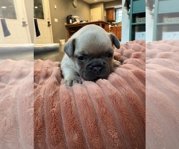 Medium Photo #2 French Bulldog Puppy For Sale in MARSHFIELD, MO, USA