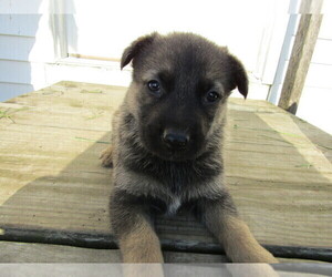 German Shepherd Dog Puppy for sale in JACKSON, MI, USA