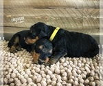 Small Photo #2 Airedale Terrier Puppy For Sale in MC BAIN, MI, USA