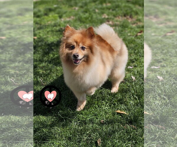 Medium Photo #2 Pomeranian Puppy For Sale in Lebanon, PA, USA