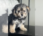 Small Photo #1 Aussie-Corgi-Poodle (Toy) Mix Puppy For Sale in CENTRALIA, IL, USA