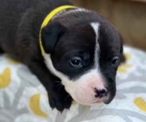 American Bully Puppy for sale in EVANSVILLE, IN, USA