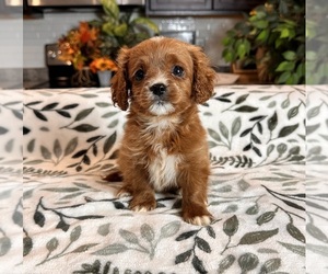 Cavapoo Puppy for sale in GREENWOOD, IN, USA