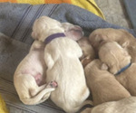 Small Photo #10 Golden Retriever Puppy For Sale in CHARLES TOWN, WV, USA