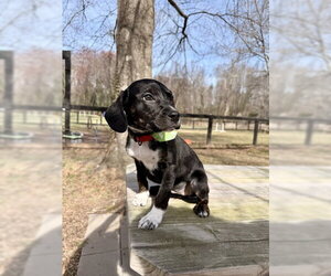 Mutt Dogs for adoption in Warrenton, VA, USA