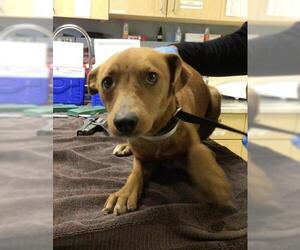 Chihuahua-Unknown Mix Dogs for adoption in Riverside, CA, USA