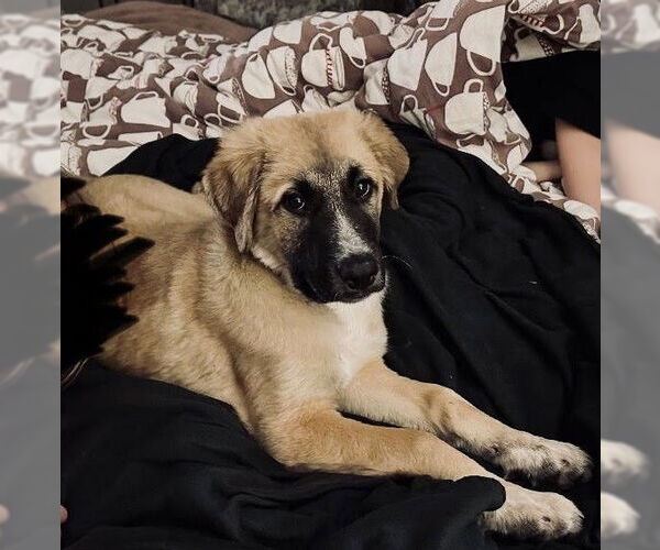 Medium Photo #1 Great Pyrenees-Unknown Mix Puppy For Sale in Wheaton, IL, USA