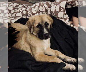 Great Pyrenees-Unknown Mix Dogs for adoption in Wheaton, IL, USA
