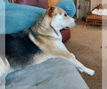 Small #3 Labrador Retriever Mix