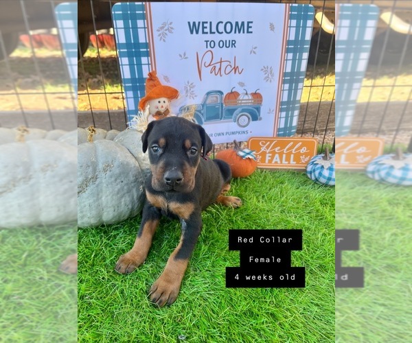 Medium Photo #1 Doberman Pinscher Puppy For Sale in COMANCHE, OK, USA