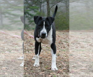 Oliver - Male Great Dane-Pointer Mix Dog for Adoption - Photo #7