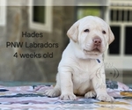 Puppy Hades Labrador Retriever