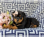 Small #4 Rottweiler