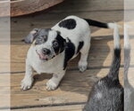 Small Photo #9 Mutt Puppy For Sale in Dana Point, CA, USA