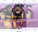 Small #3 Rottweiler
