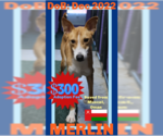 Small #34 Saluki-Whippet Mix