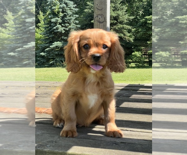 Medium Photo #2 Cavalier King Charles Spaniel Puppy For Sale in NILES, MI, USA