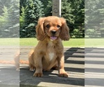Small #1 Cavalier King Charles Spaniel