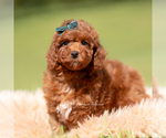 Puppy Muffin AKC Poodle (Miniature)