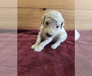 Poodle (Standard) Puppy for sale in WILLIAMSTOWN, KY, USA