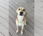 Small #1 Labrador Retriever Mix