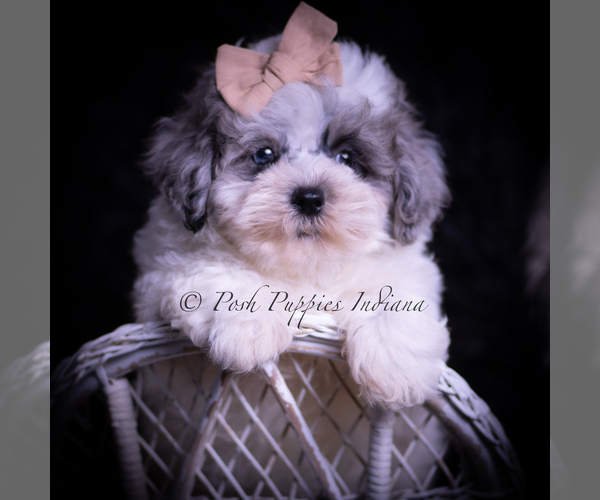Medium Photo #41 Maltipoo (Miniature) Puppy For Sale in WARSAW, IN, USA