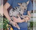 Small #1 Australian Shepherd-Catahoula Leopard Dog Mix