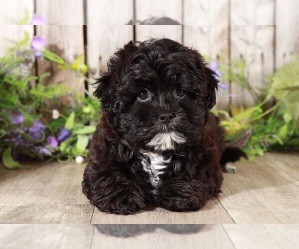 Medium Photo #2 Shih-Poo Puppy For Sale in MOUNT VERNON, OH, USA
