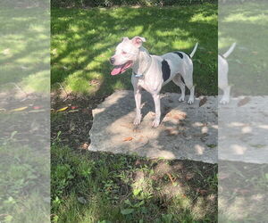Maisy - Female Mutt Dog for Adoption - Photo #4