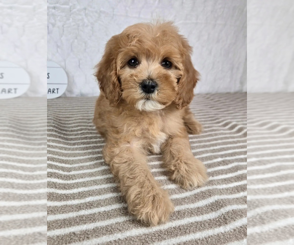Medium Photo #4 Cavapoo Puppy For Sale in GREENFIELD, IN, USA