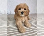 Small #3 Cavapoo