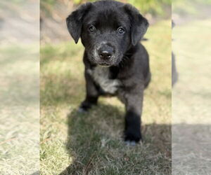 Labrador Retriever-Unknown Mix Dogs for adoption in The Woodlands, TX, USA